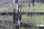 Pileated Woodpecker