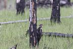 Pileated Woodpecker