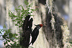 Pileated Woodpecker