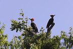 Pileated Woodpecker