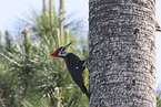 Pileated Woodpecker