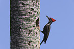 Pileated Woodpecker