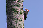 Pileated Woodpecker