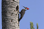 Pileated Woodpecker