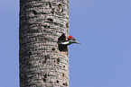 Pileated Woodpecker