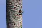 Pileated Woodpecker