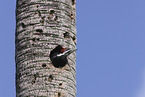 Pileated Woodpecker