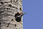 Pileated Woodpecker