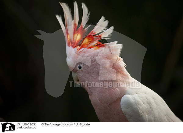 pink cockatoo / UB-01031