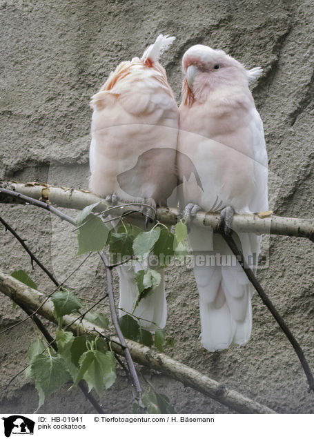 pink cockatoos / HB-01941