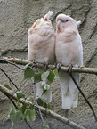 pink cockatoos