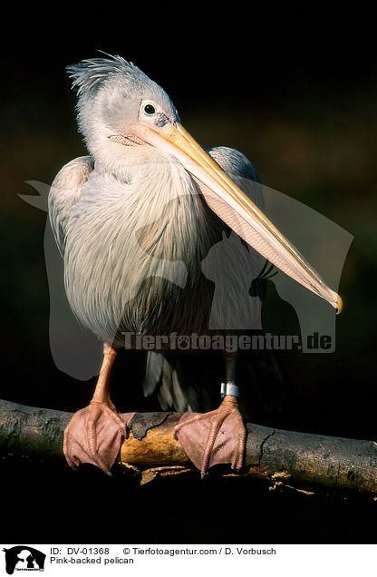 Pink-backed pelican / DV-01368