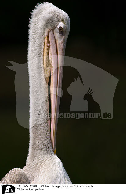 Pink-backed pelican / DV-01369