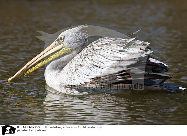 pink-backed pelican / MBS-02729