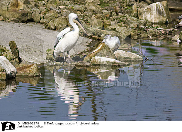 pink-backed pelican / MBS-02879