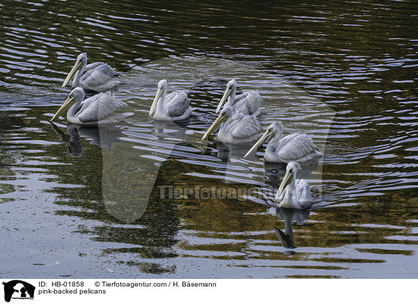 pink-backed pelicans / HB-01858