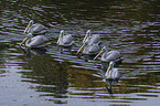 pink-backed pelicans