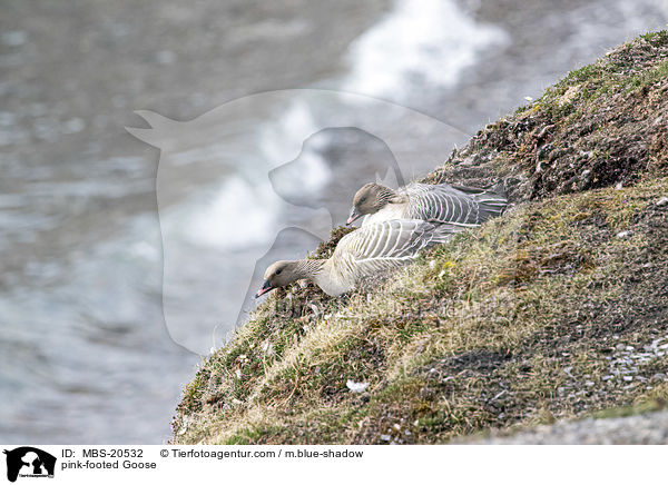 pink-footed Goose / MBS-20532