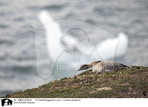 Kurzschnabelgans / pink-footed Goose / MBS-20534