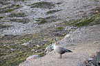 pink-footed Goose