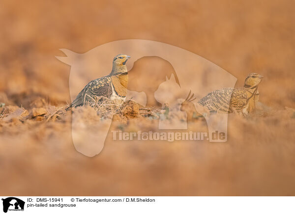 Spieflughuhn / pin-tailed sandgrouse / DMS-15941