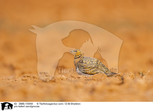 Spieflughuhn / pin-tailed sandgrouse / DMS-15958