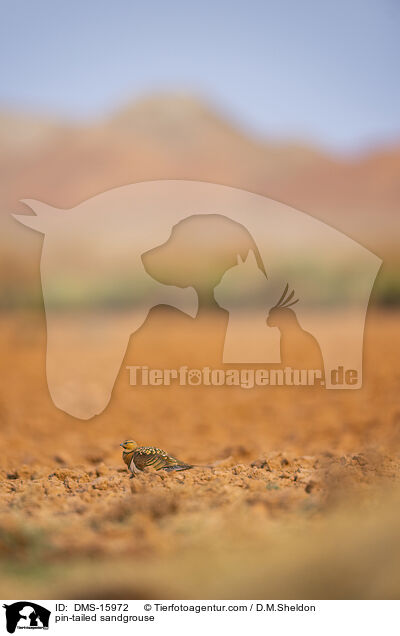 Spieflughuhn / pin-tailed sandgrouse / DMS-15972