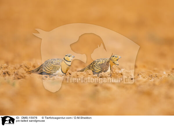 pin-tailed sandgrouse / DMS-15976