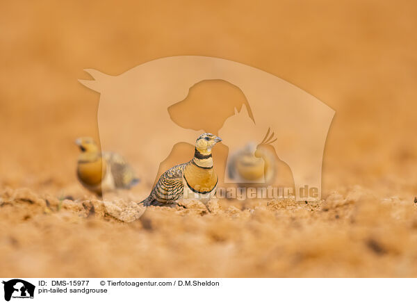 Spieflughuhn / pin-tailed sandgrouse / DMS-15977