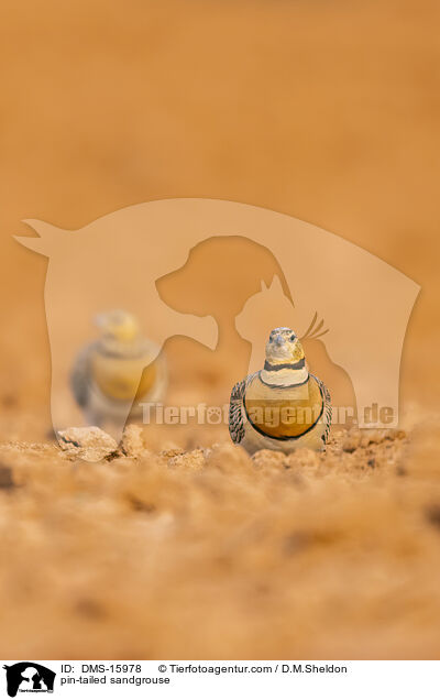Spieflughuhn / pin-tailed sandgrouse / DMS-15978