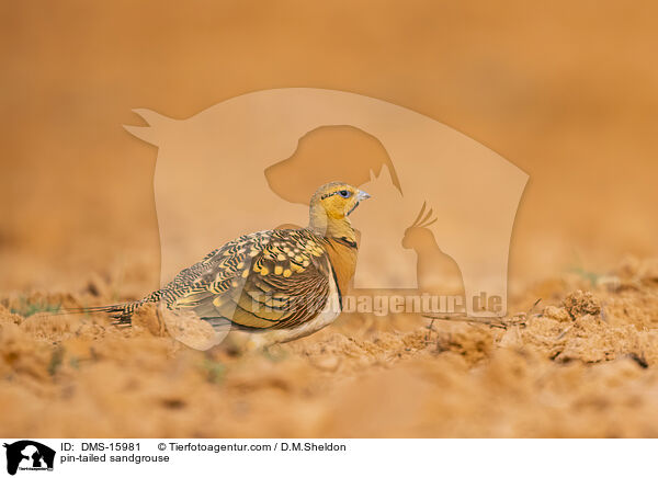 pin-tailed sandgrouse / DMS-15981