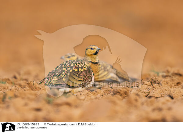Spieflughuhn / pin-tailed sandgrouse / DMS-15983