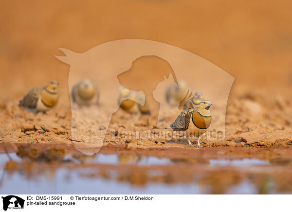 pin-tailed sandgrouse / DMS-15991