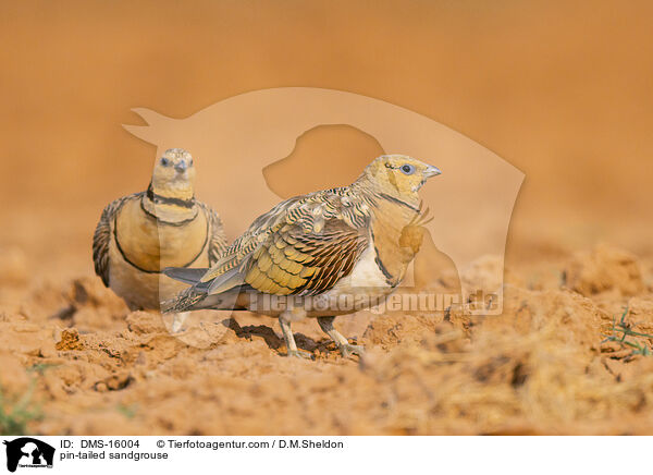 pin-tailed sandgrouse / DMS-16004