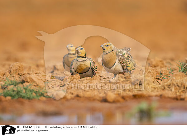 Spieflughuhn / pin-tailed sandgrouse / DMS-16006