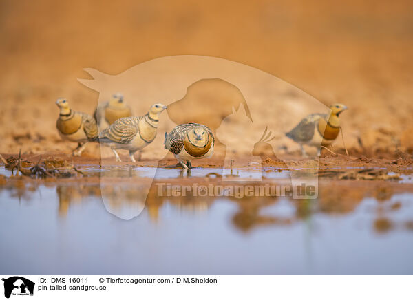 Spieflughuhn / pin-tailed sandgrouse / DMS-16011