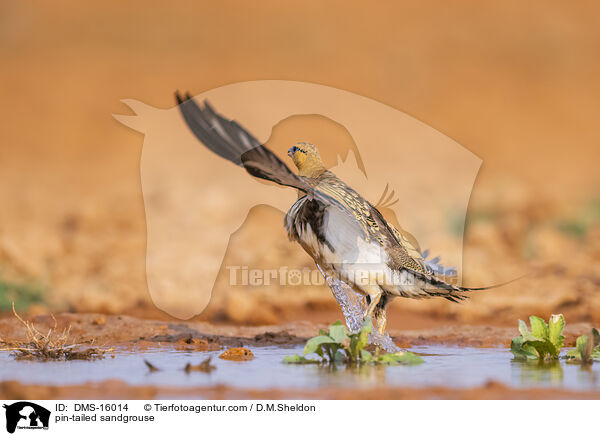 Spieflughuhn / pin-tailed sandgrouse / DMS-16014
