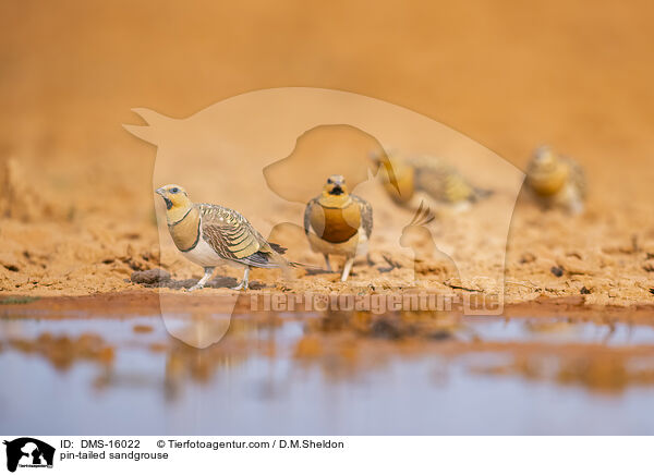 Spieflughuhn / pin-tailed sandgrouse / DMS-16022