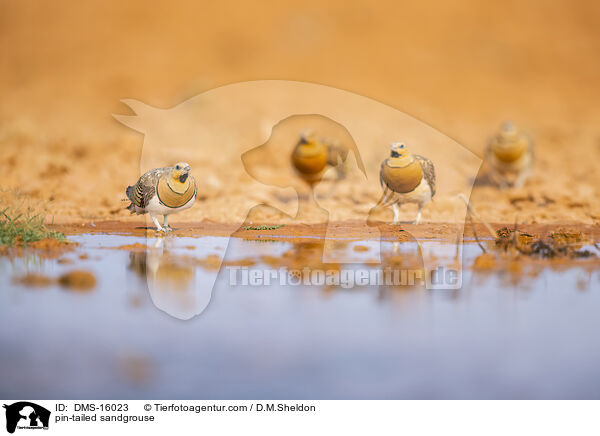 Spieflughuhn / pin-tailed sandgrouse / DMS-16023