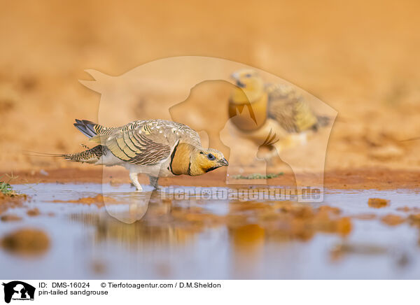 Spieflughuhn / pin-tailed sandgrouse / DMS-16024