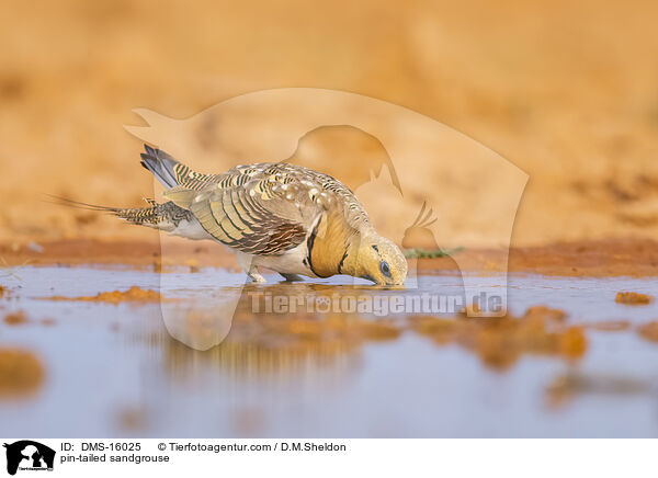 pin-tailed sandgrouse / DMS-16025