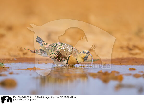 pin-tailed sandgrouse / DMS-16026