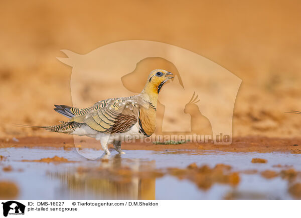 Spieflughuhn / pin-tailed sandgrouse / DMS-16027
