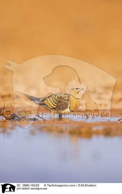 Spieflughuhn / pin-tailed sandgrouse / DMS-16029