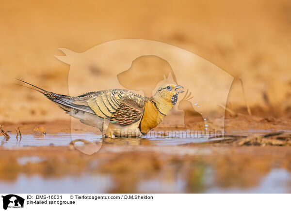 pin-tailed sandgrouse / DMS-16031