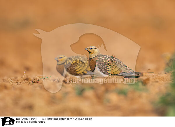 pin-tailed sandgrouse / DMS-16041