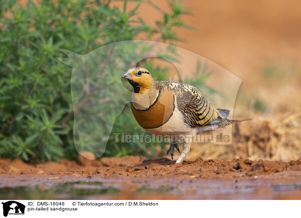 Spieflughuhn / pin-tailed sandgrouse / DMS-16046