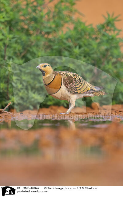 pin-tailed sandgrouse / DMS-16047