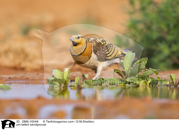 pin-tailed sandgrouse / DMS-16048