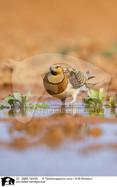 pin-tailed sandgrouse / DMS-16049